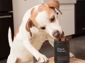 Fresh Dog Food vs. Processed: What’s the Best Choice (and Is There a Secret Third Option)?