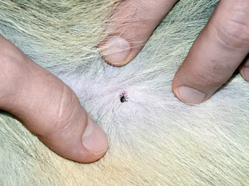 I Found a Dried Dead Tick on My Dog - Should I Be Worried?