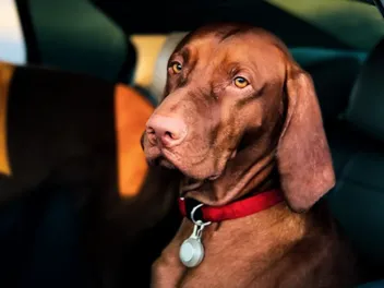 What Is a Taxi for Dogs? Pet Taxi Service 101