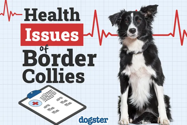 10 Common Health Problems in Border Collies You Should Know