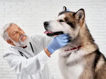 How Much Does a Vet Visit Cost? 2026 Pricing Update