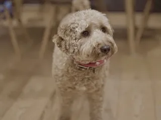 Ttoodle (Tibetan Terrier & Poodle Mix): Info, Pictures, Care Guide & Traits