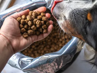 How to Calculate Pet Food Dry Matter Basis (With Calculator)
