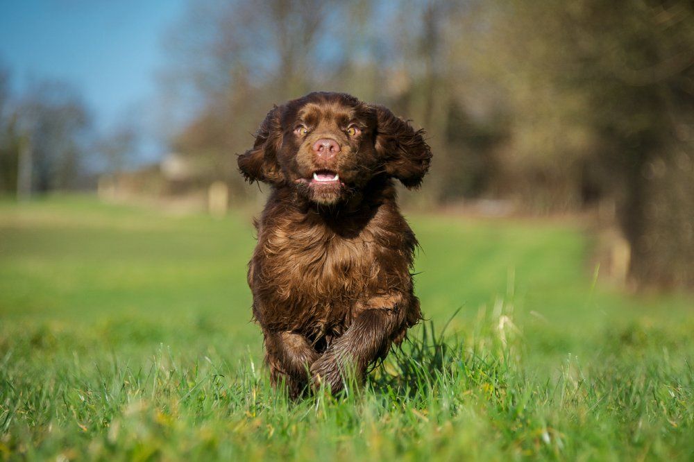sussex spaniel dog running at the park