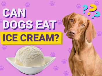 Can Dogs Eat Ice Cream? Vet-Verified Health & Safety Guide