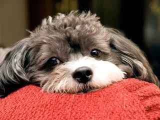Poogle (Poodle & Beagle Mix): Info, Pictures, Care Guide & More