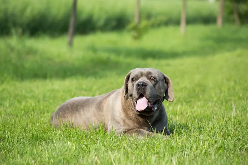 cane corso lying in the grass