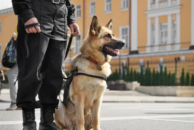 K-9 Veterans Day 2026: When It Is, Origin & How to Observe It