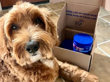 Innovation Is Defining Longevity in Pet Health