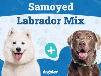 Samoyed Lab Mix Breed: Info, Pictures, Care & More