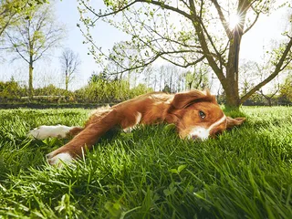 Why Do Dogs Like to Lie in the Sun? 4 Vet-Reviewed Reasons
