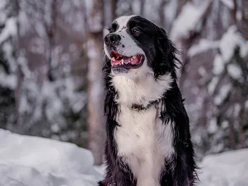 Berniefie (Bernese Mountain Dog Newfoundland Mix): Info, Pictures & More