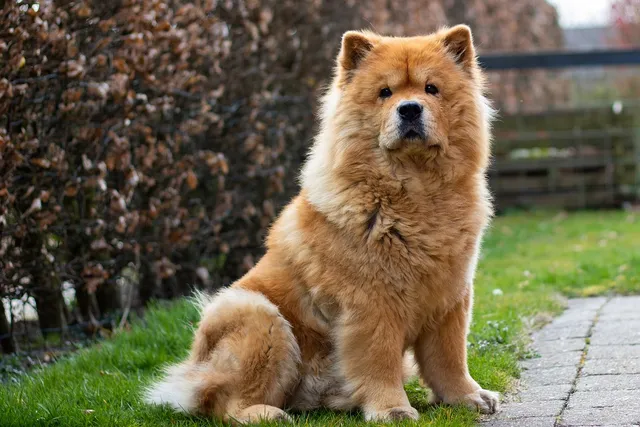 10 Dog Breeds That Cost More Than a Car - Find Out If You’d Pay This Much For a Pup