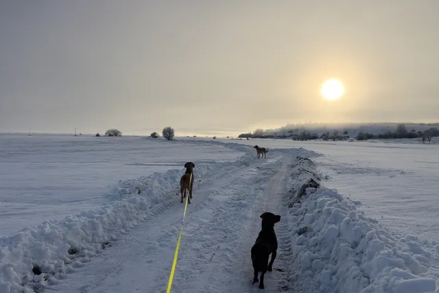 Crazy Dog Lady: How Two Became Three