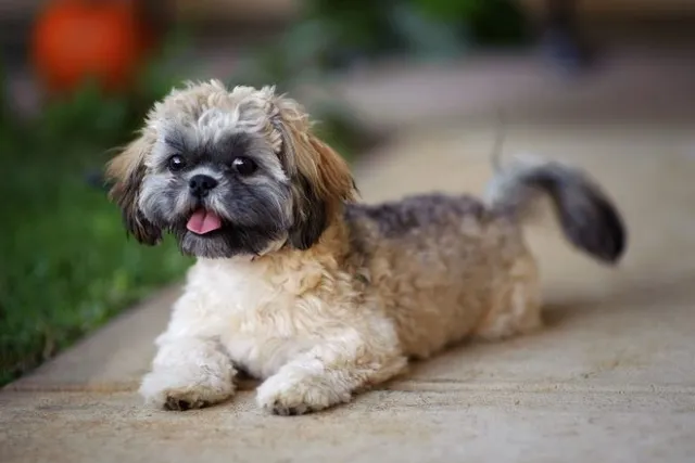 Jatzu (Shih Tzu & Japanese Chin Mix) Dog Breed: Info, Pictures, Care & More