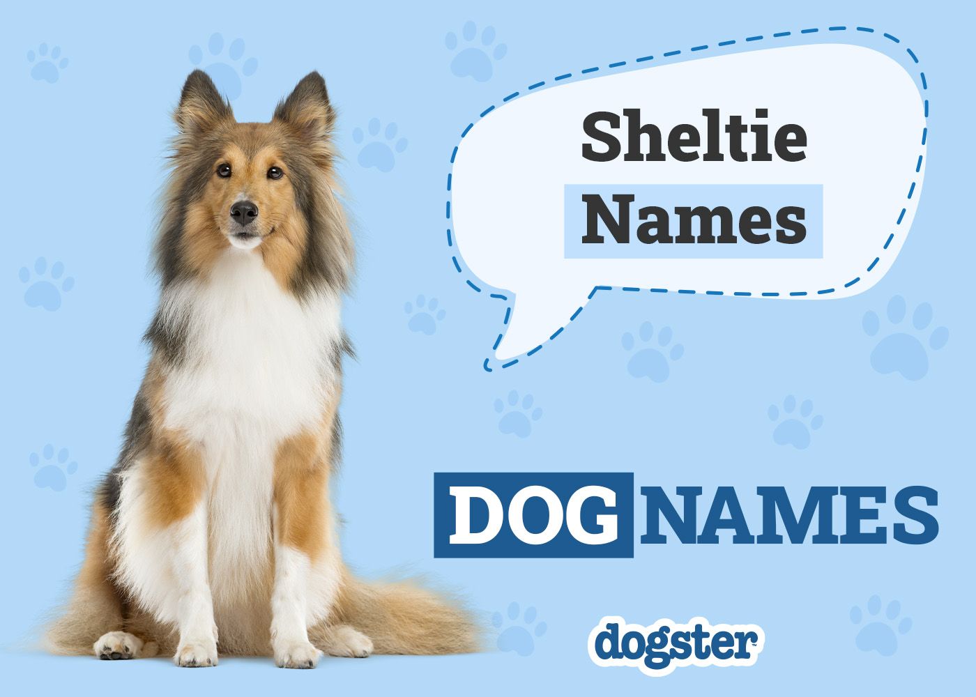 Dogster_Sheltie Names