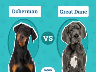 Doberman vs Great Dane: Key Differences (With Pictures)