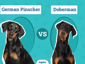German Pinscher vs Doberman: The Differences (With Pictures)
