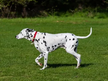 How Much Exercise Does a Dalmatian Need? Vet-Verified Facts & Care Tips