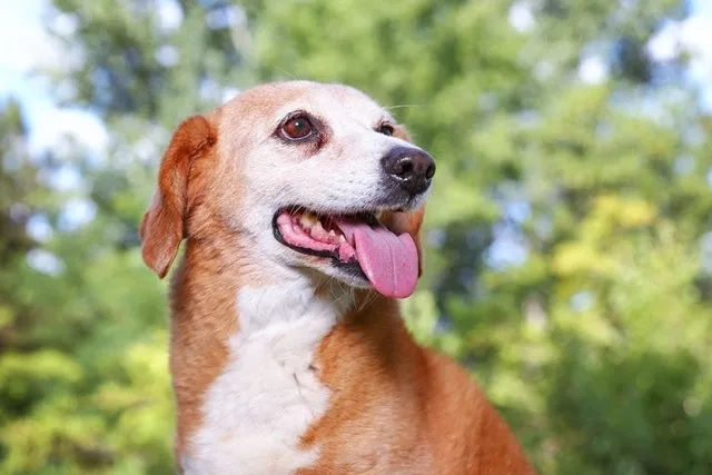 Bagle Hound (Beagle & Basset Hound Mix) Dog Breed: Info, Pictures & Care