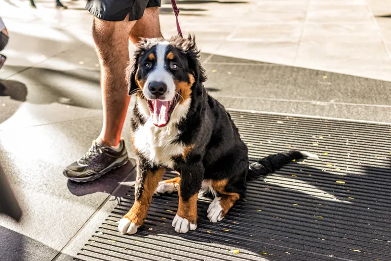 happy Australian Shepherd dog New York City