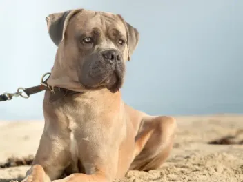 Formentino Cane Corso: Info, Pictures, Origin & History