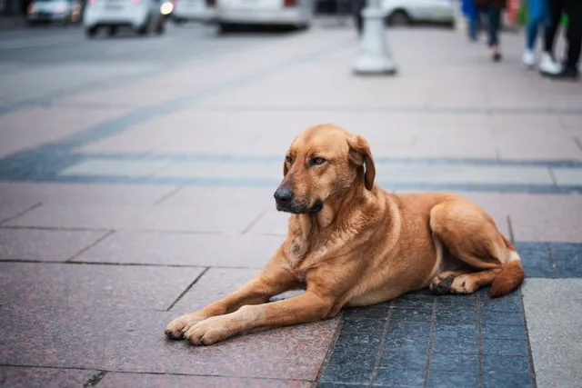 How to Help Homeless Dogs: 14 Vet-Approved Ways