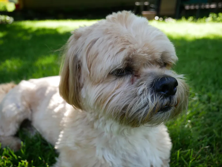 Shih Apso