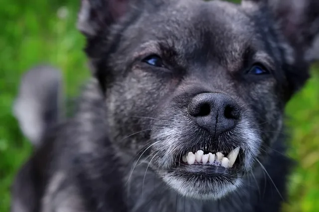 Malocclusion or Teeth Misalignment in Dogs: Vet-Explained Signs, Causes & Treatment