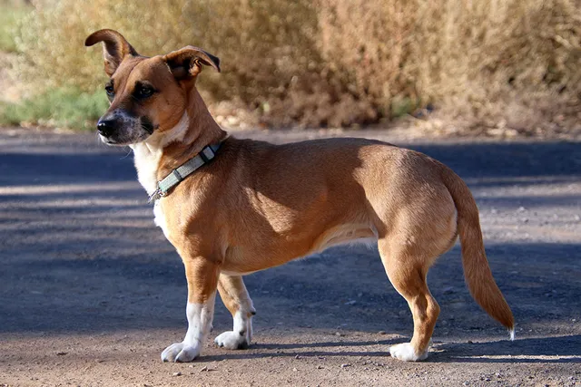 Jackshund (Dachshund Jack Russell Mix): Info, Pictures, Care & More