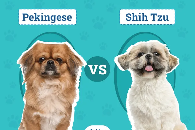 Pekingese vs Shih Tzu: Which Should I Choose? (With Pictures)