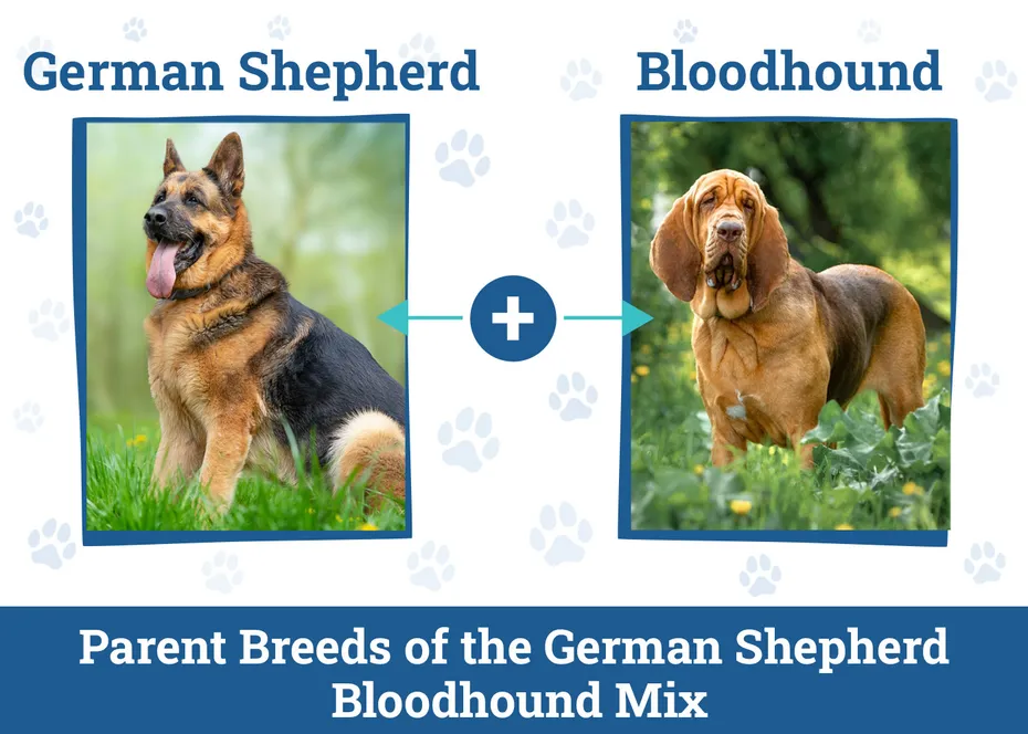 Parent Breeds of the German Shepherd Bloodhound
