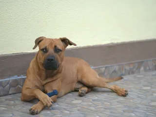 Pitbull German Shepherd Mix: Info, Pictures, Care & Traits
