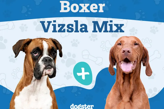 Boxer Vizsla Mix Breed: Info, Pictures, Care Guide & More