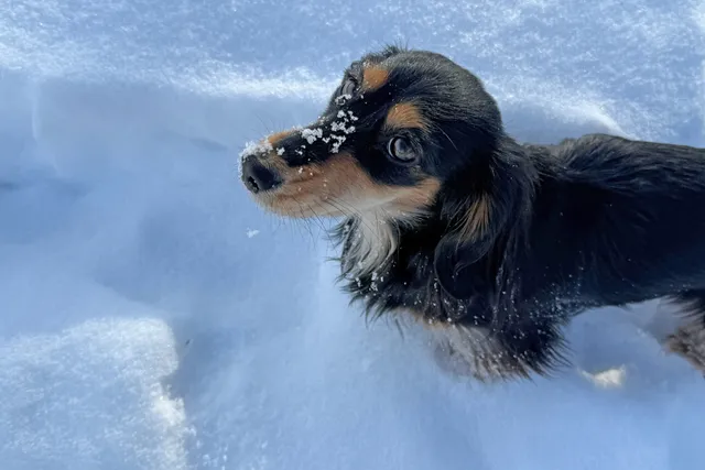 Winter Wienerland: Draper and Rue’s Snowy Adventures