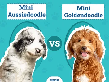 Mini Aussiedoodle vs. Mini Goldendoodle: The Differences (With Pictures)