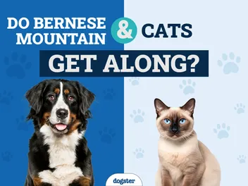 Will a Bernese Mountain Dog Get Along With My Cat? Vet-Verified Tips & FAQ