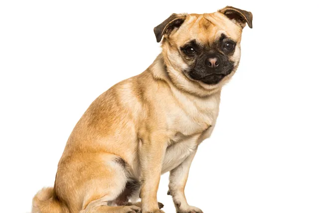 Chug (Pug & Chihuahua Mix): Info, Pictures, Care & Traits