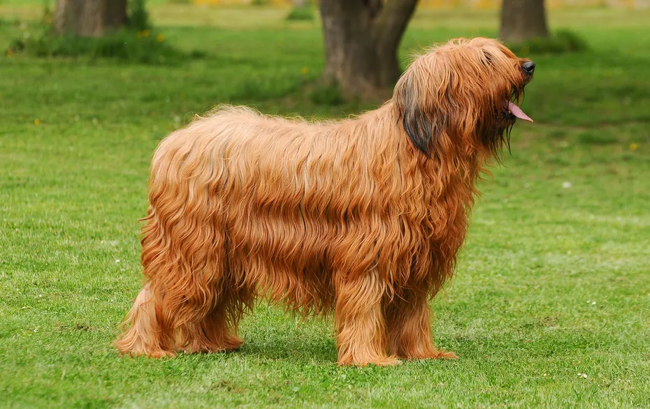 Briard dog