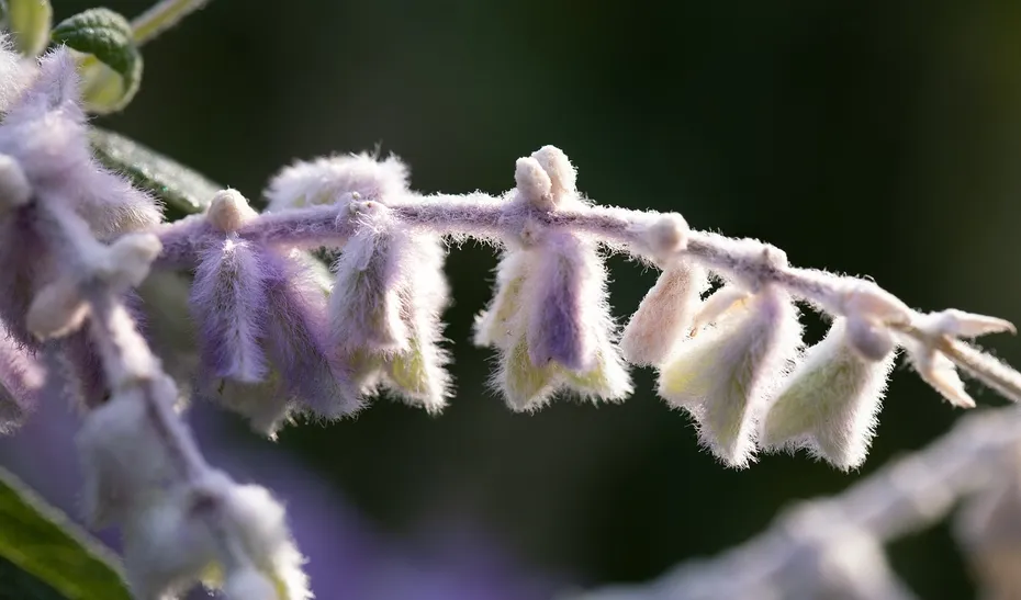 Mexican Sage