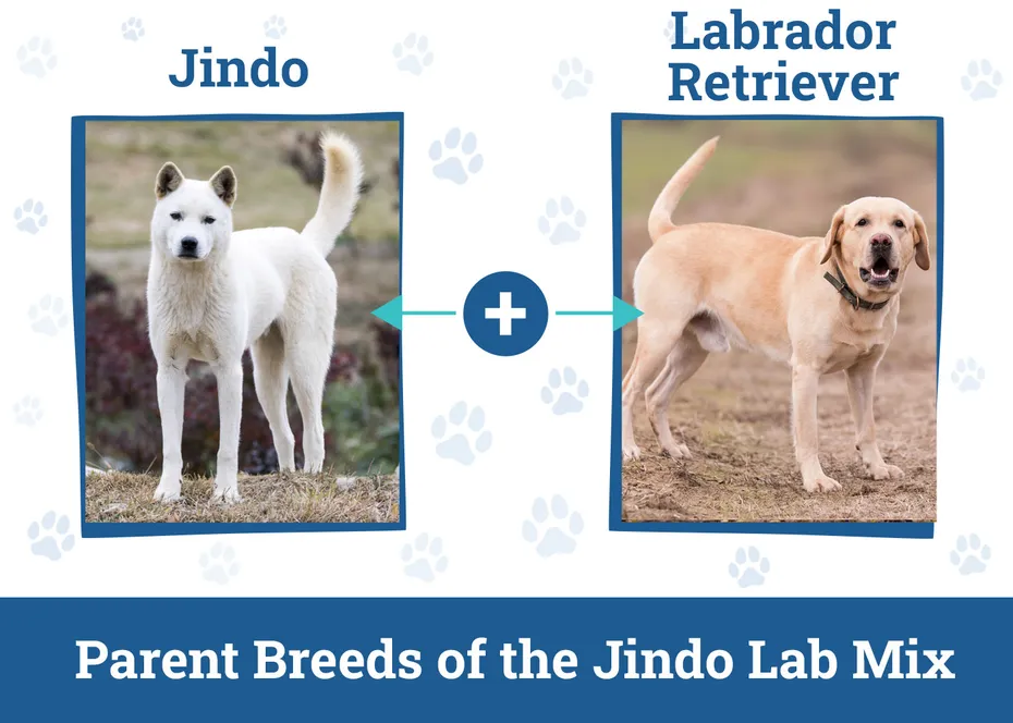 Parent Breeds of the Jindo Lab Mix