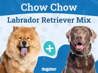 Chabrador Dog Breed: Info, Pictures, Care, & Facts