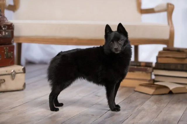 Schipperke: Info, Pictures, Facts, & Traits