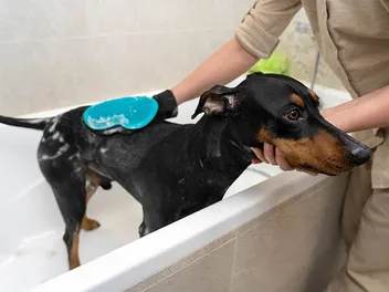 7 Best Shampoos for Doberman Pinschers  in 2026 - Reviews & Top Picks