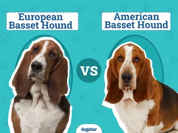 European vs. American Basset Hound: Main Differences (With Pictures)