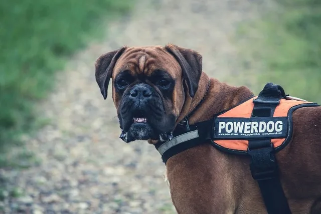 How Is a Drug Detection Dog Trained? Types of Training, Pros & Cons (Vet-Reviewed)