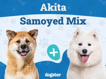 Akita Samoyed Mixed Dog Breed: Info, Pictures, Care & More