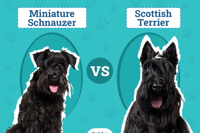 Miniature Schnauzer vs. Scottish Terrier: Key Differences (With Pictures)