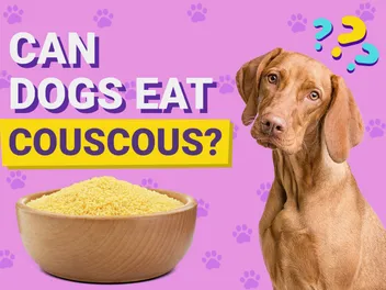 Can Dogs Eat Couscous? Vet-Reviewed Nutrition Facts & FAQ