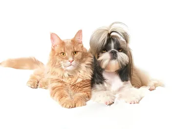 Will a Shih Tzu Be Good With My Cat? Facts & FAQ